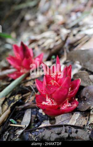 Wilde Ingwerblume in der Familie der Zingiberaceae, die aus einem Waldboden wächst. Stockfoto