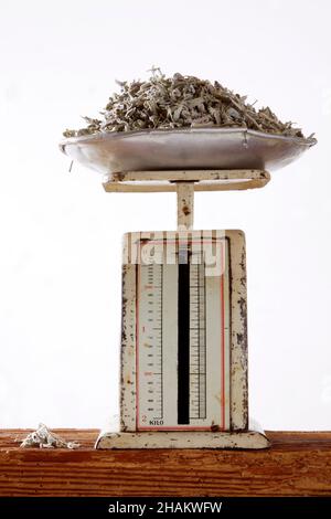 Salbei auf alten Metallschuppen auf Holzbalken, isoliert Stockfoto