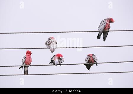 Einheimische australische Vögel, die als Galahs bekannt sind und sich bei leichtem Regen in Adelaide, Australien, ausbrüten Stockfoto