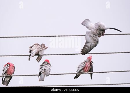 Einheimische australische Vögel, die als Galahs bekannt sind und sich bei leichtem Regen in Adelaide, Australien, ausbrüten Stockfoto