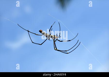 Die Spinne Nephila pilipes, die als nördlicher Goldener Orbis-Weber oder riesiger Goldener Orbis-Weber bekannt ist, ist eine Spinnenart, die zur Klasse Arachnida gehört Stockfoto
