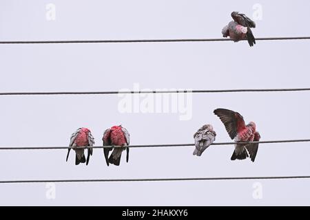 Einheimische australische Vögel, die als Galahs bekannt sind und sich bei leichtem Regen in Adelaide, Australien, ausbrüten Stockfoto