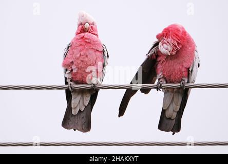 Einheimische australische Vögel, die als Galahs bekannt sind und sich bei leichtem Regen in Adelaide, Australien, ausbrüten Stockfoto