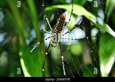 Die Spinne Nephila pilipes, die als nördlicher Goldener Orbis-Weber oder riesiger Goldener Orbis-Weber bekannt ist, ist eine Spinnenart, die zur Klasse Arachnida gehört Stockfoto