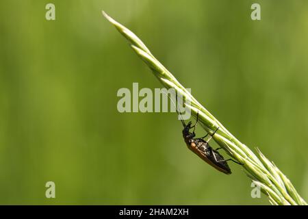 Kriechender Käfer auf einer Blume in Makrofotografie. Detailreiche und interessante Insekten in ihrer Umgebung Stockfoto