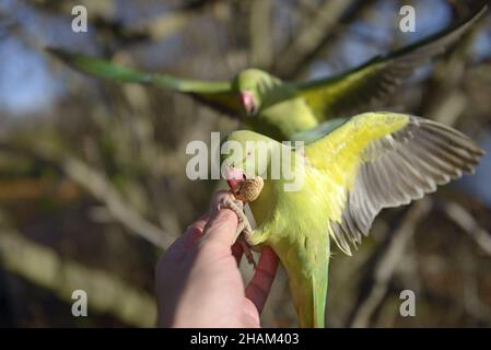 Ringhalssittich / Indischer Rosenberingsittich (Psittacula krameri manillensis), der im Dezember im St. James's Park, London, von Hand gefüttert wird Stockfoto