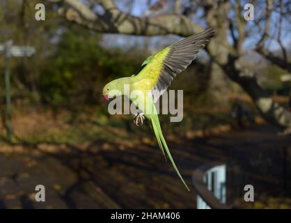 Ring-Necked Sittich/Indischen Rose-Ringed Parakeet (Psittacula krameri manillensis) in St James's Park, London, Dezember Stockfoto