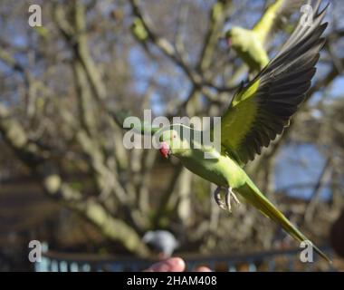 Ring-Necked Sittich/Indischen Rose-Ringed Parakeet (Psittacula krameri manillensis) in St James's Park, London, Dezember Stockfoto