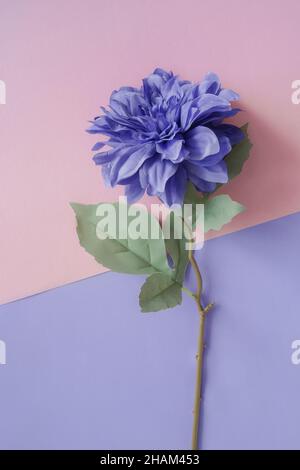Große einzelne lila Blume auf einem doppelten rosa lila Hintergrund. Nahaufnahme. Trendfarbe 2022. Vertikal. Stockfoto