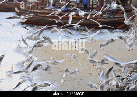 Große Schar von Möwen, die über den Strand fliegen Stockfoto