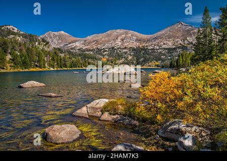 Mitchell Peak, Big Sandy MTN, Big Sandy Lake, Wind River Range, Weidensträucher im Herbst, Bridger Wilderness, Bridger Teton Natl Forest, Wyoming, USA Stockfoto