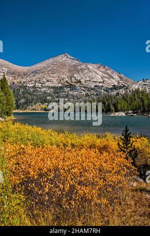 Herbstfarben-Kojote-Weidensträucher am Big Sandy Lake, Wind River Range, Bridger Wilderness, Bridger Teton National Forest, Wyoming, USA Stockfoto