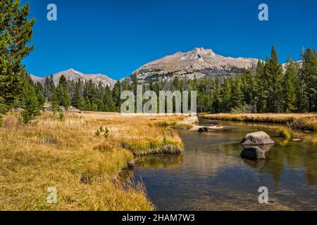 Herbstfarbengräser am Big Sandy River, Big Sandy Lake Trail, Wind River Range, Bridger Wilderness, Bridger Teton National Forest, Wyoming, USA Stockfoto