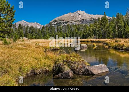 Herbstfarbengräser am Big Sandy River, Big Sandy Lake Trail, Wind River Range, Bridger Wilderness, Bridger Teton National Forest, Wyoming, USA Stockfoto