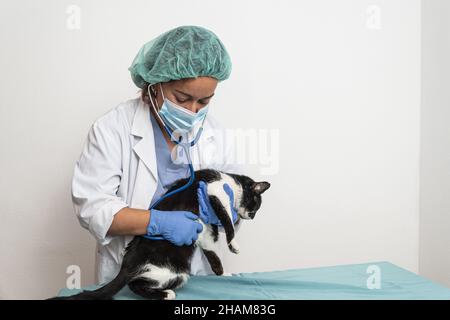 Tierarzt überprüft Katze in der Tierklinik durch Auskultation des Herzens. Stockfoto
