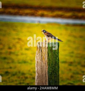 Porträt eines Turmfalken. Der Vogel sitzt auf einem Holzpfosten im Gras. Der räuberische, wilde Vogel hat eine Maus auf der Pfote. Gefangen Beute, Fleisch, essen Vogel von Stockfoto