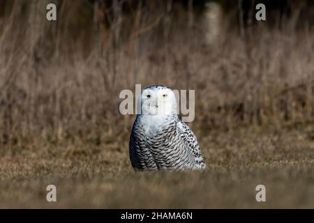 Schneeeule (Bubo scandiacus) auf einer Wiese am Ufer des Lake Michigan im Winter während der Migration aus dem Norden Stockfoto