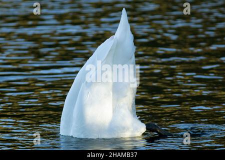 Der Mute Swan ist einer der größten fliegenden Vögel Großbritanniens. Die Angewohnheit, sich in tieferes Wasser zu ernähren, ist hilfreich Stockfoto