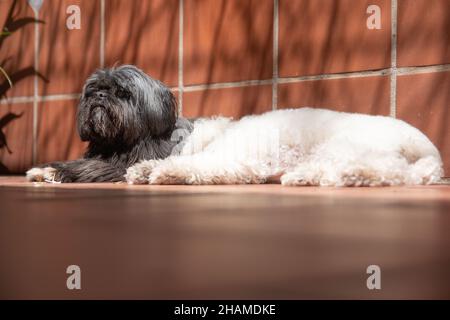 Schwarzer Shih Tzu Hund und ein weißer Pudel auf einer braunen Oberfläche Stockfoto