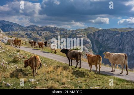 Kühe wandern entlang der Straße, die von einer Bergweide, Montenegro, zurückkehrt. Stockfoto