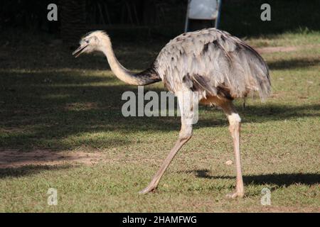 Grande Rhea, veröffentlicht in einem Park, Pantanal, Brasilien. Es ist die zweitgrößte flugunfreie Vogelart, die in Südamerika beheimatet ist. Stockfoto