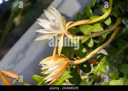 Fischgrätenkaktus, Flikig bladkaktus (Disocactus anguliger) Stockfoto