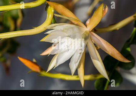 Fischgrätenkaktus, Flikig bladkaktus (Disocactus anguliger) Stockfoto