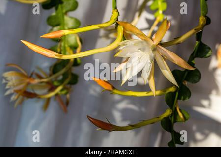 Fischgrätenkaktus, Flikig bladkaktus (Disocactus anguliger) Stockfoto