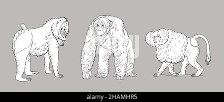Der Hamadryas Pavian, Schimpansen und Mandrill Illustration. Große Affen zum ausmalen. Stockfoto