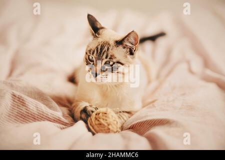 Süßes Thai-Kätzchen mit Tabby liegt auf einem weichen Bett mit rosa gestreiftem Bettüberwurf und spielt an einem sonnigen Morgen mit einem Wollknäuel. Stockfoto