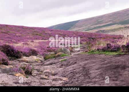 Pfad in den Hügeln des Peak District, umgeben von violetten Heidekraut-Sträuchern in wunderschöner Landschaft. Hangweg, der zum Salt Cellar Derwent Edge führt Stockfoto