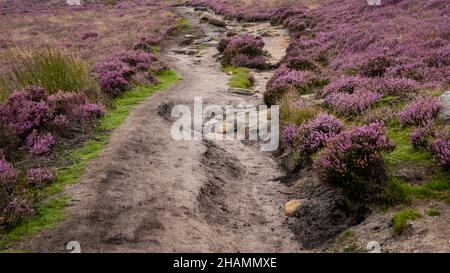 Pfad in den Hügeln des Peak District, umgeben von violetten Heidekraut-Sträuchern in wunderschöner Landschaft. Hangweg, der zum Salt Cellar Derwent Edge führt Stockfoto