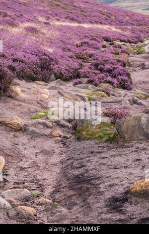 Pfad in den Hügeln des Peak District, umgeben von violetten Heidekraut-Sträuchern in wunderschöner Landschaft. Hangweg, der zum Salt Cellar Derwent Edge führt Stockfoto