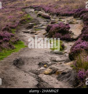 Pfad in den Hügeln des Peak District, umgeben von violetten Heidekraut-Sträuchern in wunderschöner Landschaft. Hangweg, der zum Salt Cellar Derwent Edge führt Stockfoto