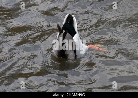 Männlicher Mallard (Anas platythynchos) Ente, die in einem See im Bramall Park, Stockport, Großbritannien, taucht Stockfoto