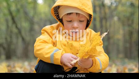 Kleines, süßes Mädchen sammelt kanadische Ahornblätter im Herbstwald Stockfoto