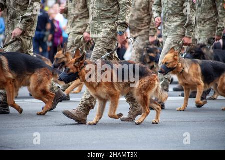 Hunde im Dienst des Staates. Shepherd Dog Grenzschutz auf der Straße. Ein Wachhund in einer Schnauze. Reinrassiger Hund auf Parade mit dem Militär Stockfoto