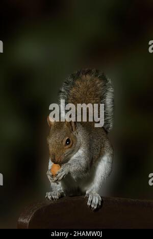 Graue Eichhörnchen Auf Der Bank Essen Mandelmutter Stockfoto