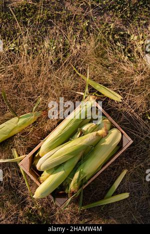 Gerade gepflückt süßen Maiskolben in Holzplanken Kiste flach Lay Ansicht Stockfoto
