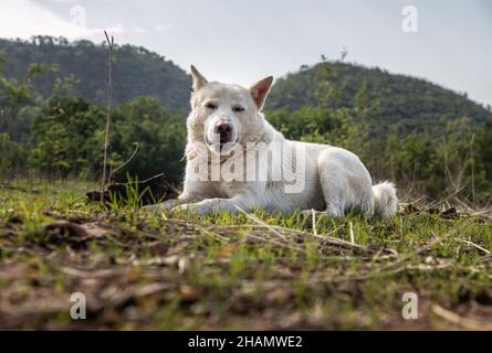 Ein weißer Hund, der in einem sonnigen Sommer ruhig auf grünem Gras im Forest Park sitzt. Selektiver Fokus. Stockfoto