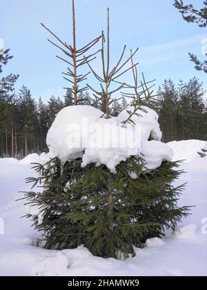 Eineiiger Kiefernbaum mit Ilex-Nadelbaum unter der weißen Schneedecke unter blauem Himmel Stockfoto