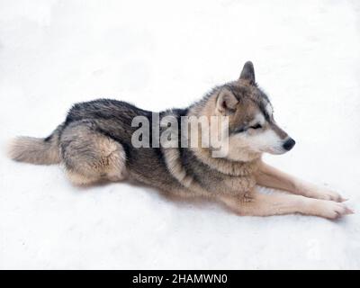 Ein hübscher schwarzbrauner sibirischer Husky-Hund, der auf dem weißen Schnee im arktischen lappland sitzt Stockfoto