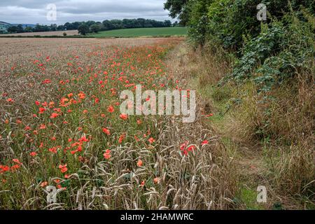 Mohnblumen wachsen auf einem Weizenfeld neben dem Offas Dyke Path, Montgomery, Powys, Wales Stockfoto