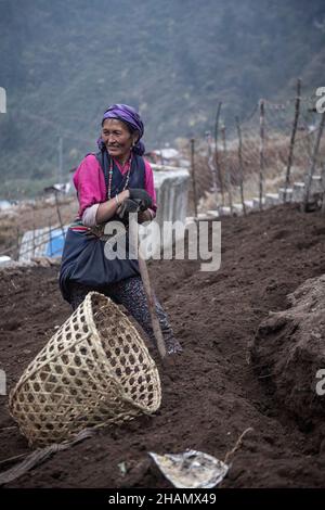 (211214) -- LHASA, 14. Dezember 2021 (Xinhua) -- Eine Sherpa-Frau arbeitet auf dem Feld in der Stadt Zhentang in Xigaze, südwestlich der Autonomen Region Tibet, 26. November 2021. Tief im Himalaya gelegen, ist eine kleine Stadt namens Zhentang im tibetischen Dinggye County eine der Siedlungen für den Sherpa. Die Grenzstadt hat eine durchschnittliche Höhe von 2.000 Metern. In den letzten Jahren haben sich in Zhentang große Veränderungen ergeben. Eine Reihe von Infrastrukturprojekten wurden in Betrieb genommen. Darüber hinaus konzentriert sich Zhentang auch auf die Entwicklung des grenzüberschreitenden Handels, der Aquakultur, des Tourismus und der verarbeitenden Industrie wit Stockfoto