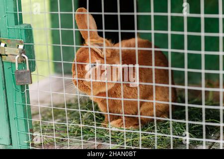 Häusliche pelzigen roten Bauernhof Kaninchen Hase hinter den Riegel des Käfigs auf der Tierfarm, Viehfutter Tiere wachsen im Käfig Stockfoto