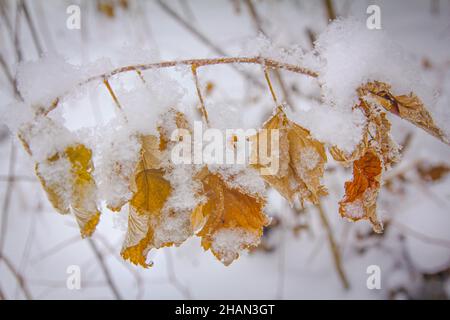 Ein getrockneter Zweig einer Brombeere mit gelben Blättern, bedeckt mit flauschigem Schnee in einer Waldlichtung im frühen Winter Stockfoto