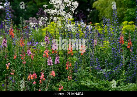 Antirrhinum majus Overture orange, Antirrhinum majus pink, snapdragon, Snapdragons, pinkorange, Blumen, Blüten, Blüten, einjährige Blüten, Bettpflanzen, Echium, vip Stockfoto