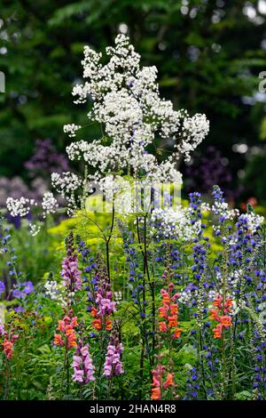 Antirrhinum majus Overture orange, Antirrhinum majus pink, snapdragon, Snapdragons, pinkorange, Blumen, Blüten, Blüten, einjährige Blüten, Bettpflanzen, Echium, vip Stockfoto