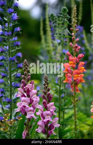 Antirrhinum majus Overture orange, Antirrhinum majus pink, snapdragon, Snapdragons, pinkorange, Blumen, Blüten, Blüten, einjährige Blüten, Bettpflanzen, RM Floral Stockfoto