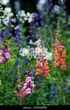 Antirrhinum majus Overture orange, Antirrhinum majus pink, snapdragon, Snapdragons, pinkorange, Blumen, Blüten, Blüten, einjährige Blüten, Bettpflanzen, RM Floral Stockfoto